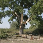 découvrez pourquoi réduire drastiquement un frêne est une erreur majeure à éviter pour préserver la santé de votre arbre et assurer sa croissance optimale.