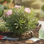 découvrez nos conseils pratiques pour soigner efficacement votre laurier-rose, lutter contre ses maladies courantes et préserver la beauté de votre arbuste tout au long de la saison.